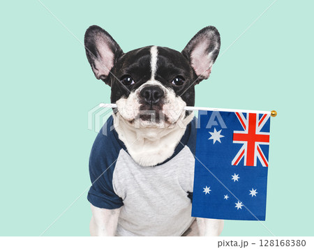 Charming puppy and Australian Flag. Studio shot 128168380
