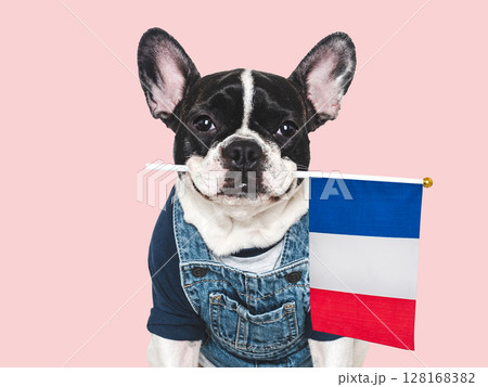 Charming puppy and French Flag. Studio shot 128168382