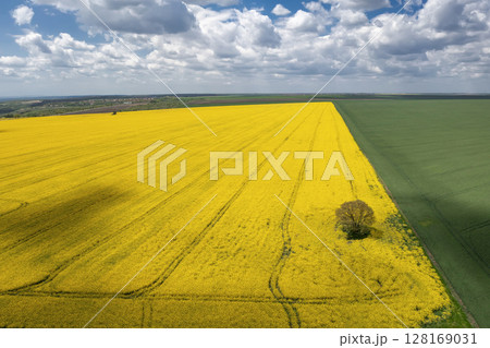 yellow rapeseed field 128169031