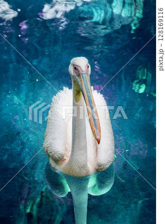 American White Pelican 128169116
