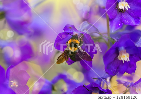 A macro shot of a bumblebee 128169120
