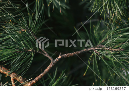 Abstract macro background with pine needles and soft blur, ideal for eco themes, wellness design and natural product visuals. Conceptually linked to aromatherapy and herbal healing Abstract macro background with pine needles and soft blur, ideal for eco themes, wellness design and natural product visuals. Conceptually linked to aromatherapy and herbal healing 128169257