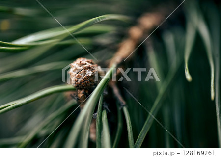 Extreme closeup of sticky pine resin on a cone, shot in natural light with shallow depth of field. Suggests herbal healing, turpentine, and essential oil sources Extreme closeup of sticky pine resin on a cone, shot in natural light with shallow depth of field. Suggests herbal healing, turpentine, and essential oil sources 128169261