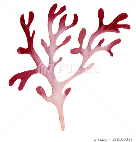 Watercolor sketch of light purple fantasy branch of seaweed Watercolor sketch of light purple fantasy branch of seaweed 128169317