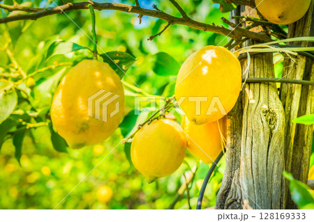 Lemon garden of Sorrento 128169333