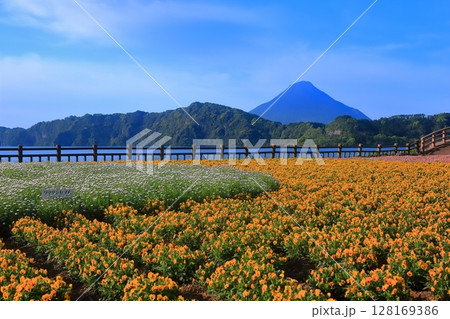 【鹿児島県】薩摩の池田湖に咲くお花畑と開聞岳（薩摩富士） 128169386