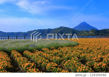 【鹿児島県】薩摩の池田湖に咲くお花畑と開聞岳（薩摩富士） 128169388