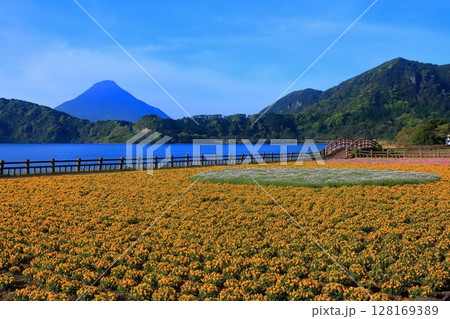 【鹿児島県】薩摩の池田湖に咲くお花畑と開聞岳（薩摩富士） 128169389
