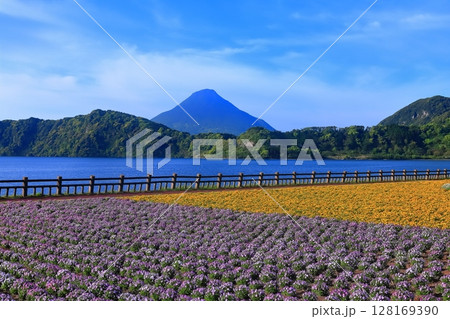 【鹿児島県】薩摩の池田湖に咲くお花畑と開聞岳（薩摩富士） 128169390