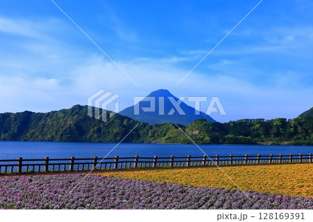 【鹿児島県】薩摩の池田湖に咲くお花畑と開聞岳（薩摩富士） 128169391