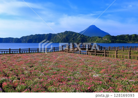 【鹿児島県】薩摩の池田湖に咲くお花畑と開聞岳（薩摩富士） 128169393