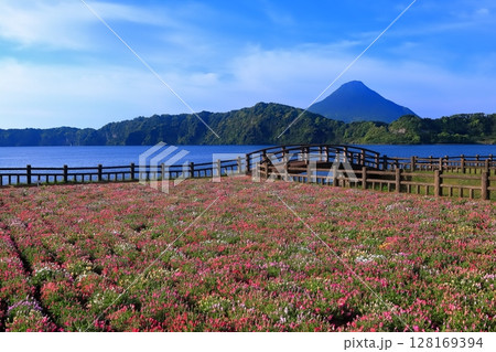 【鹿児島県】薩摩の池田湖に咲くお花畑と開聞岳(薩摩富士) 【鹿児島県】薩摩の池田湖に咲くお花畑と開聞岳(薩摩富士) 128169394