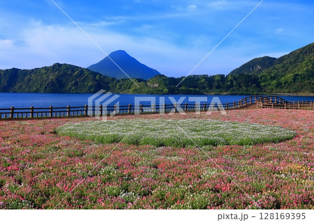 【鹿児島県】薩摩の池田湖に咲くお花畑と開聞岳（薩摩富士） 128169395