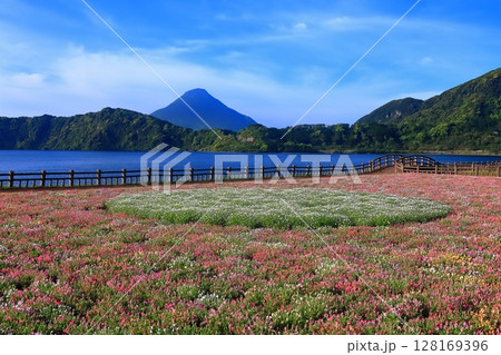 【鹿児島県】薩摩の池田湖に咲くお花畑と開聞岳（薩摩富士） 128169396