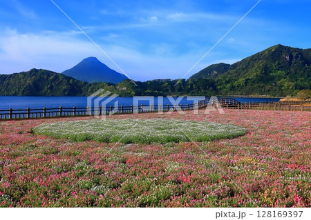 【鹿児島県】薩摩の池田湖に咲くお花畑と開聞岳（薩摩富士） 128169397