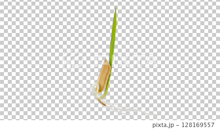 Newly germinated rice seedling displays a slender green shoot emerging from the grain, accompanied by a tiny white root below. This stage is critical for growth and development. Newly germinated rice seedling displays a slender green shoot emerging from the grain, accompanied by a tiny white root below. This stage is critical for growth and development. 128169557