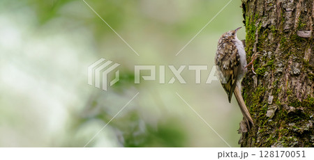 Long horizontal banner with Eurasian treecreeper on wood bark with copy space. Eurasian treecreeper or common treecreeper (Certhia familiaris) searching for food on tree trunk. 128170051