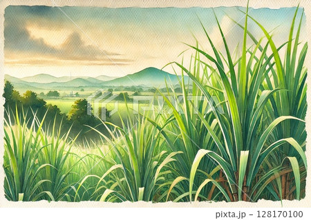 さとうきび畑のイラスト素材 [128170100] - PIXTA