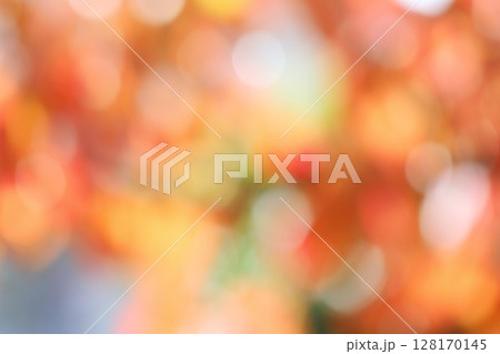 ハナミズキの紅葉のアウトフォーカス 【ボケ】 【丸ボケ】 ハナミズキの紅葉のアウトフォーカス 【ボケ】 【丸ボケ】 128170145
