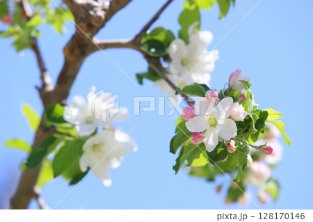 清楚なりんごの花のクローズアップ 【青空背景】 【空背景】 128170146