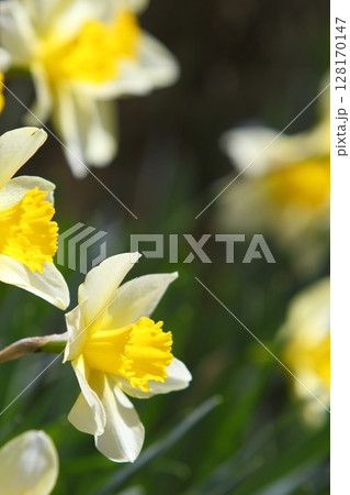 春の日差しを浴びて咲く満開のスイセンのクローズアップ 128170147