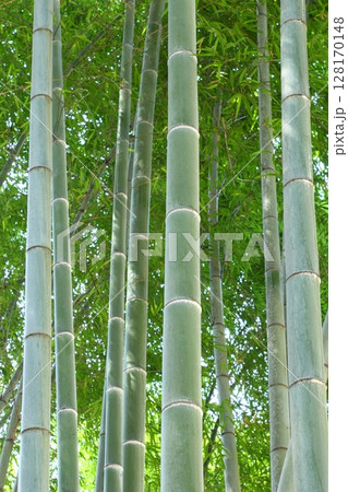 竹林 128170148