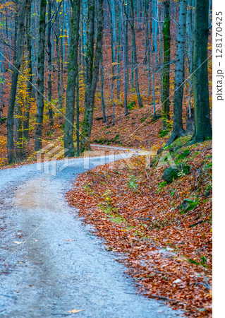 A winding road cuts through the Jizera Mountains, surrounded by vibrant autumn foliage. The forest floor is covered with fallen leaves, showcasing the day's crisp beauty. 128170425