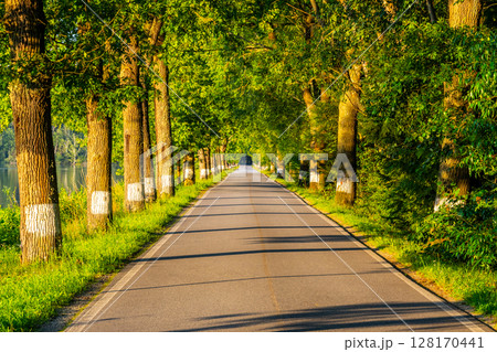 An evening stroll along a picturesque alley lined with tall trees in Czechia, where the warm sunlight filters through the leaves, creating a serene atmosphere. 128170441
