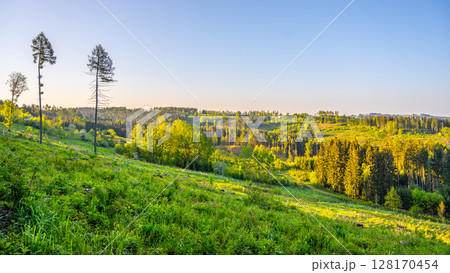 Rolling hills covered in vibrant green grass stretch into the horizon. Tall trees dot the landscape, bathed in warm evening light. A peaceful setting invites relaxation and reflection. 128170454