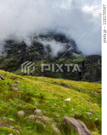 Misty mountains rise majestically in the background, while a lone sheep peacefully grazes in the foreground, a simple yet powerful image. 128170587