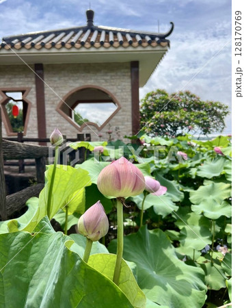 the lotus of summer   lotus 128170769