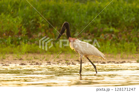 Jabiru stork wading through shallow water in the Pantanal region of Brazil Jabiru stork wading through shallow water in the Pantanal region of Brazil 128171247