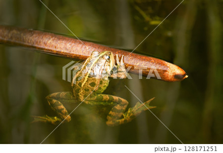 Marsh frog holding to bulrush stem in still, reflective water 128171251