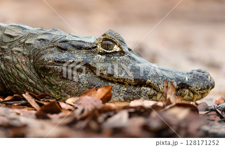 Portrait of a Yacare caiman resting on a river bank in Pantanal, Brazil 128171252
