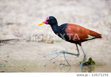 Wattled jacana looking for food in water on a river bank 128171258