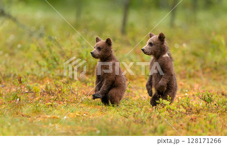 Close-up of two adorable brown bear cubs in the forest 128171266