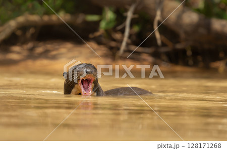Giant otter in a river with open mouth, Pantanal, Brazil Giant otter in a river with open mouth, Pantanal, Brazil 128171268