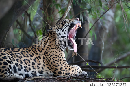 Close-up of a jaguar yawning, Pantanal, Brazil. 128171271