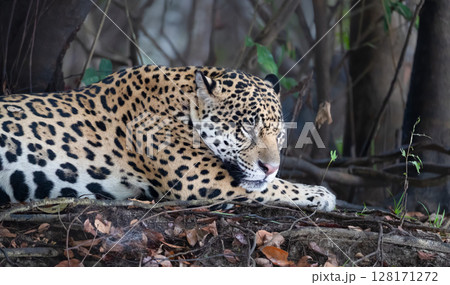 Close-up of a jaguar resting on a river bank, Pantanal, Brazil 128171272