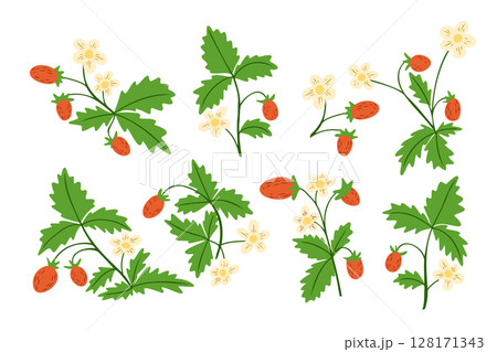 Set of wild strawberry plants with green leaves, small white flowers, and red berries on white background. 128171343
