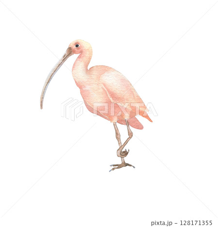 Ibis watercolor illustration isolated on white. Hand painted exotic wading bird with long curved beak. Tropical pink bird drawing for nature journals, eco friendly branding, and coastal decor. 128171355