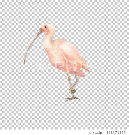 Ibis watercolor illustration isolated on white. Hand painted exotic wading bird with long curved beak. Tropical pink bird drawing for nature journals, eco friendly branding, and coastal decor. 128171355