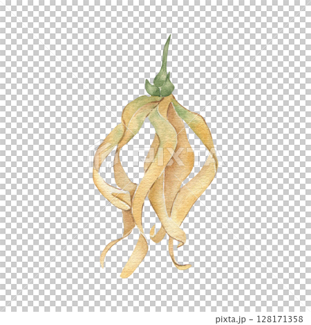 Tropical yellow bloom ylang ylang watercolor illustration isolated on white. Hand drawn exotic flowers botanical sketch. Asian jungle bloom drawing for aromatherapy label, spa design, packaging. Tropical yellow bloom ylang ylang watercolor illustration isolated on white. Hand drawn exotic flowers botanical sketch. Asian jungle bloom drawing for aromatherapy label, spa design, packaging. 128171358