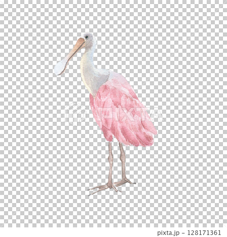 Tropical pink bird watercolor illustration isolated on white. Spoonbill roseate drawing. Exotic beautiful bird hand painted for nature journals, eco branding, and coastal decor, spa menus. 128171361