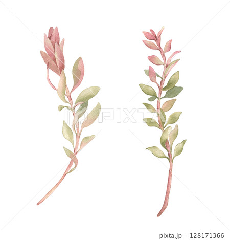 Branches of callistemon tree hand drawn. Tropical plants in pink green watercolor isolated on white. Branches foliage in neutral colors botanical sketch. Greenery for packaging, wedding invitations. Branches of callistemon tree hand drawn. Tropical plants in pink green watercolor isolated on white. Branches foliage in neutral colors botanical sketch. Greenery for packaging, wedding invitations. 128171366