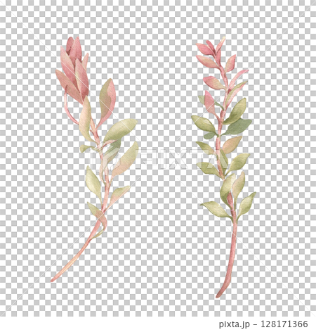 Branches of callistemon tree hand drawn. Tropical plants in pink green watercolor isolated on white. Branches foliage in neutral colors botanical sketch. Greenery for packaging, wedding invitations. Branches of callistemon tree hand drawn. Tropical plants in pink green watercolor isolated on white. Branches foliage in neutral colors botanical sketch. Greenery for packaging, wedding invitations. 128171366