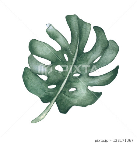 Monstera leaf watercolor drawing isolated on white. Tropical plant foliage botanical sketch hand painted. Tropical greenery illustration, large monstera leaf for invitations and cards design. 128171367