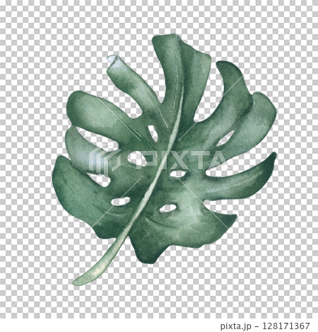 Monstera leaf watercolor drawing isolated on white. Tropical plant foliage botanical sketch hand painted. Tropical greenery illustration, large monstera leaf for invitations and cards design. 128171367