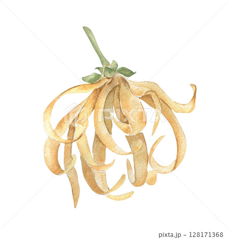 Ylang ylang flower watercolor illustration isolated on white. Tropical blossom with delicate yellow petals hand painted botanical sketch. Exotic floral clipart for perfume packaging, spa branding. Ylang ylang flower watercolor illustration isolated on white. Tropical blossom with delicate yellow petals hand painted botanical sketch. Exotic floral clipart for perfume packaging, spa branding. 128171368
