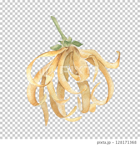 Ylang ylang flower watercolor illustration isolated on white. Tropical blossom with delicate yellow petals hand painted botanical sketch. Exotic floral clipart for perfume packaging, spa branding. Ylang ylang flower watercolor illustration isolated on white. Tropical blossom with delicate yellow petals hand painted botanical sketch. Exotic floral clipart for perfume packaging, spa branding. 128171368